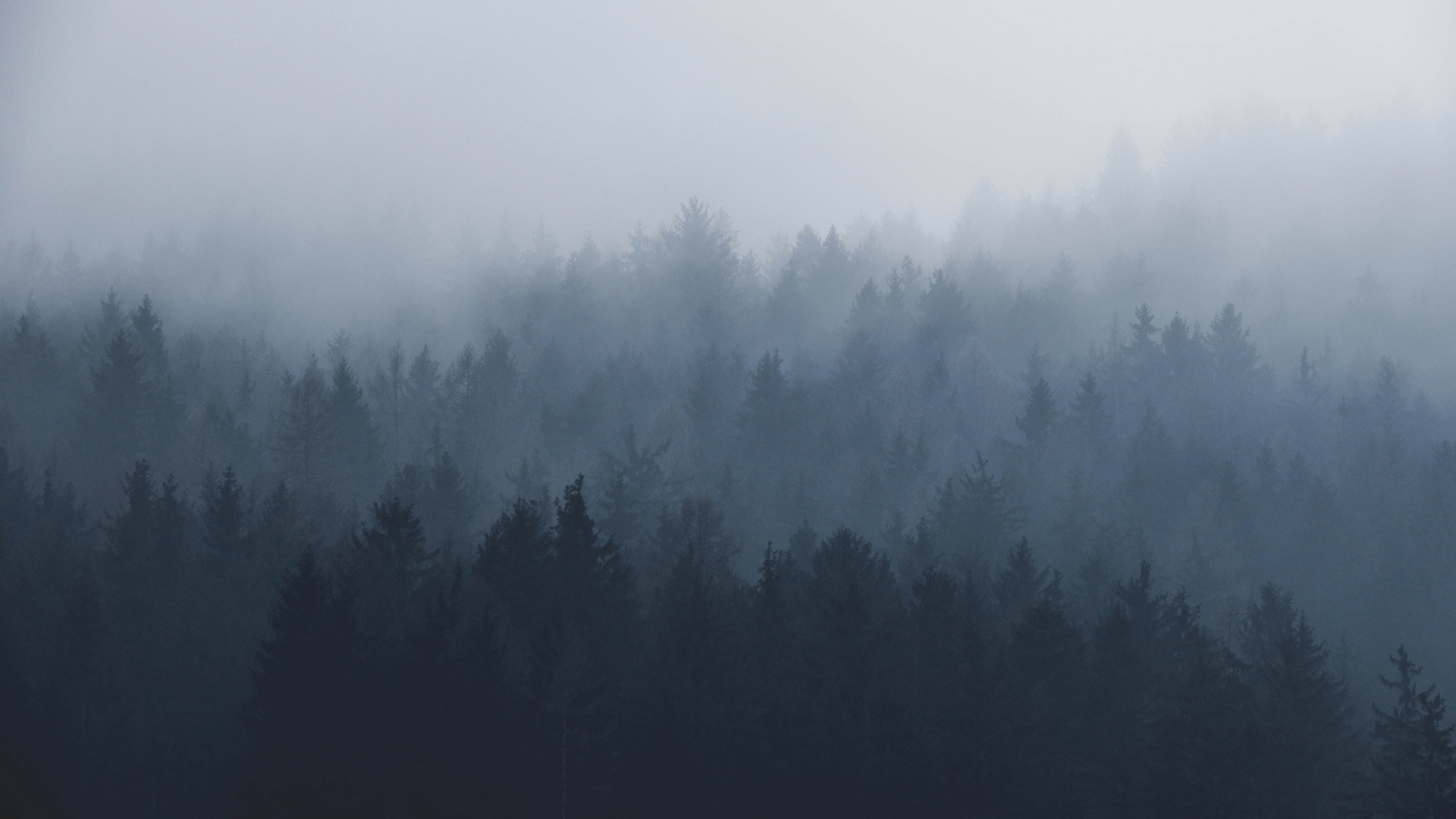 Forested ridge under mist