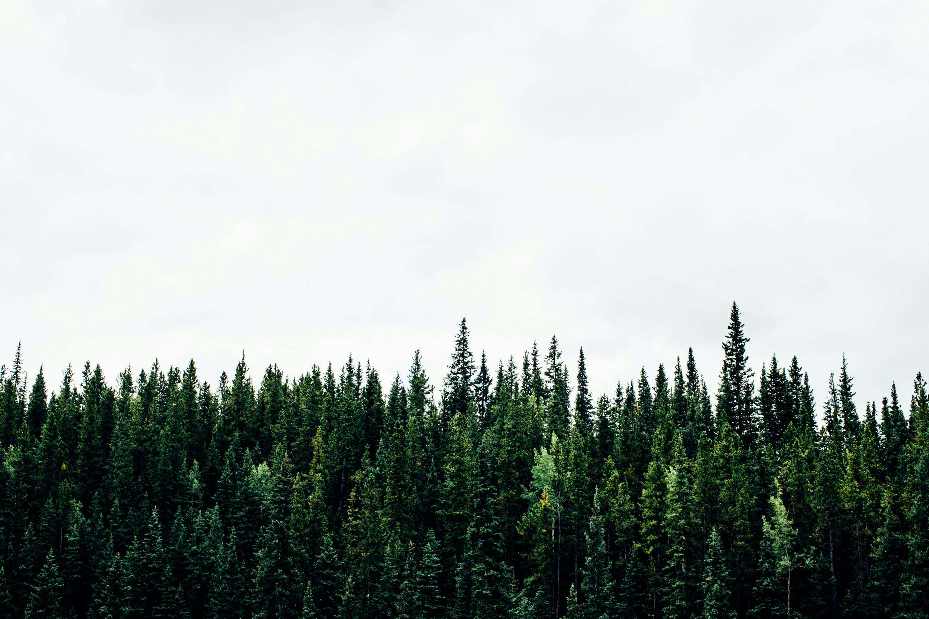 Treeline against open sky
